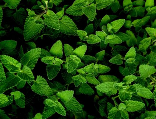 Lemon Balm: A Gentle Herb to Support the Nervous System