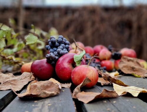 A Season to Slow Down: Simple Ways to Support Your Health This Fall